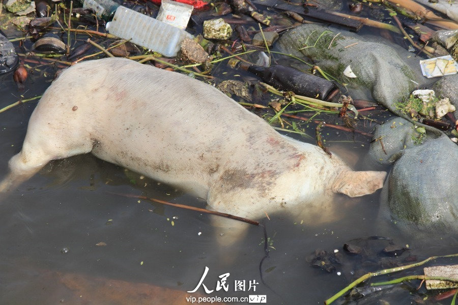 浙江绍兴:三江入海口现死猪【2】