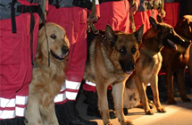 国家地震灾害紧急救援队携带搜救犬出征