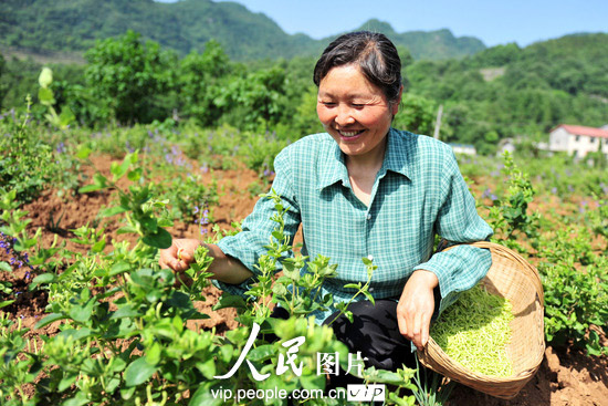 2013年5月21日,湖北宜昌市夷陵区乐天溪镇兆吉坪村五组村民王淑清在中