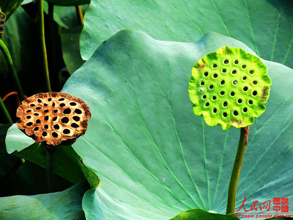 ��������������仯