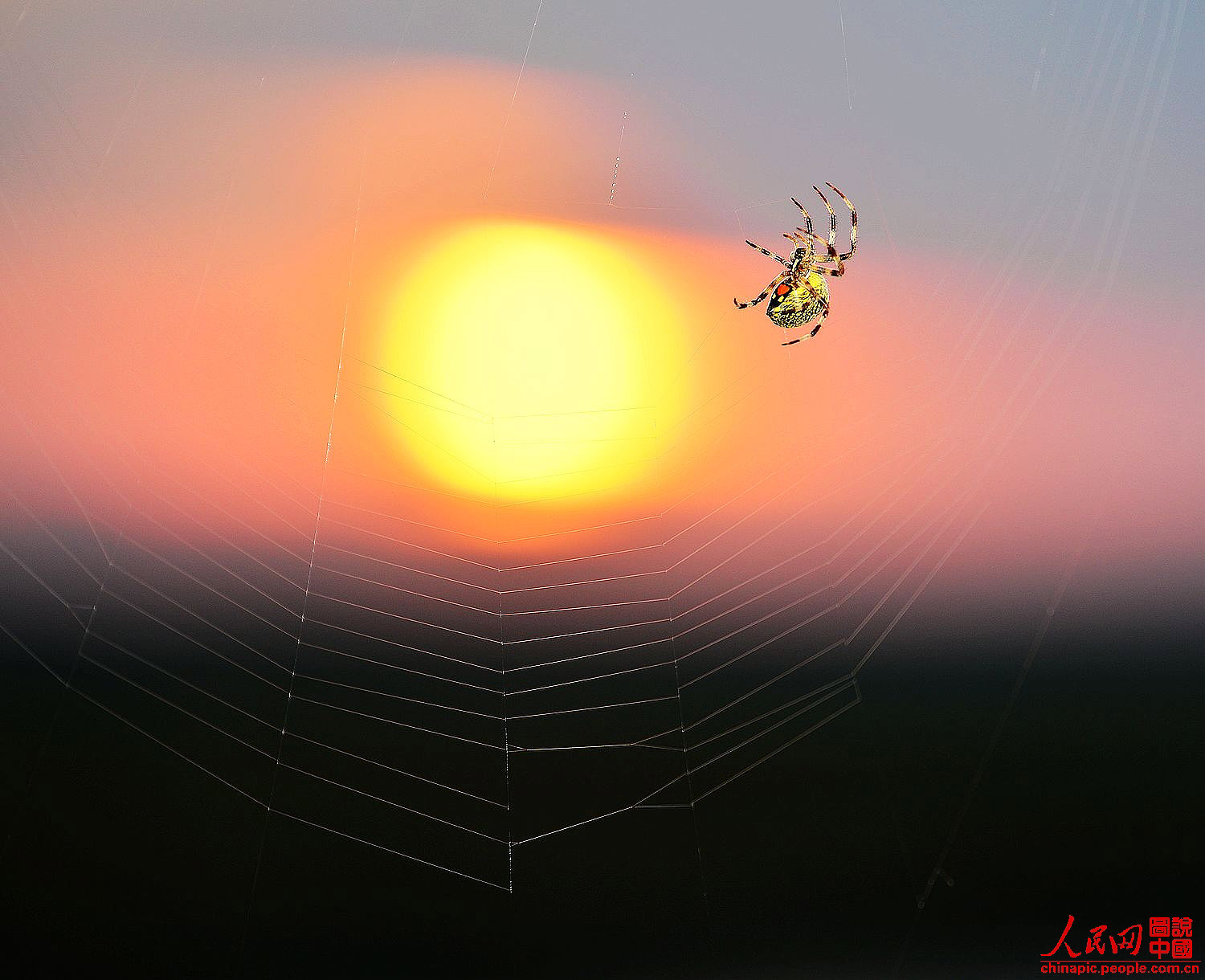 �ƻ����֩��