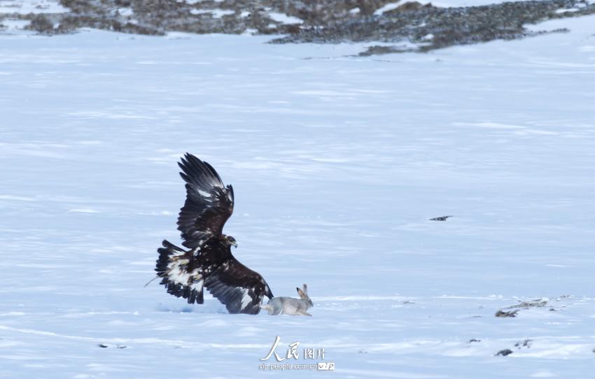 新疆青河县举办哈萨克族猎鹰大赛
