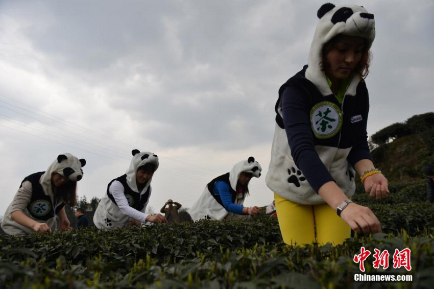 四川采茶女扮熊猫采天价“熊猫茶” 一斤最贵22万元