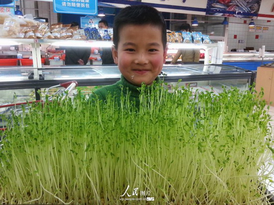 义乌超市蔬菜透明销售 新奇豆芽买的是放心(