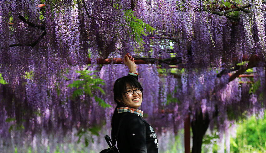 �Ϻ��ζ����ٻ�ʢ�� ����������ɫ�ɾ�