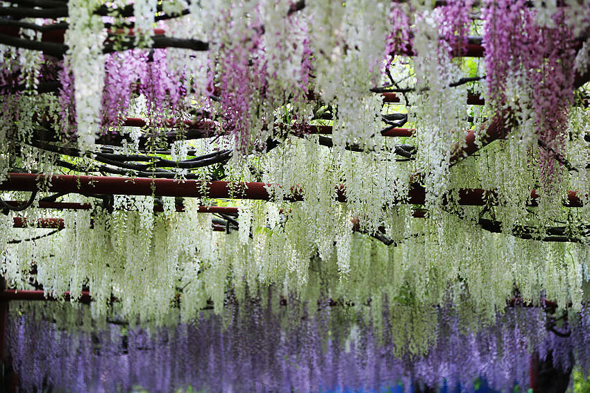 上海嘉定紫藤花盛开 市民如临紫色仙境