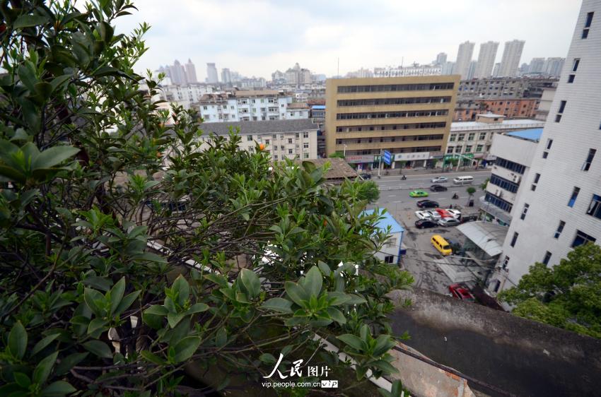 �����в�԰����һ��ïʢ����֦Ҷ�쵽ǽ�⡣