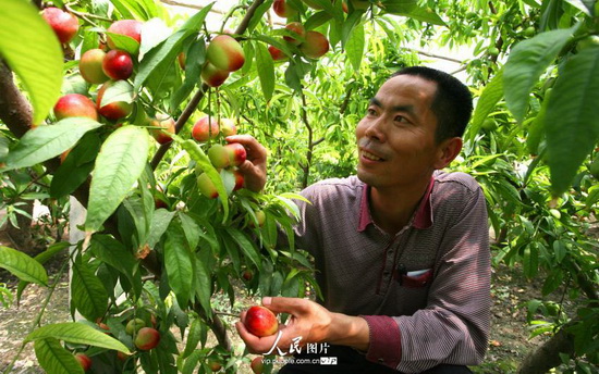 新疆:油桃节前“早”上市(2014.4.23)海外版2版