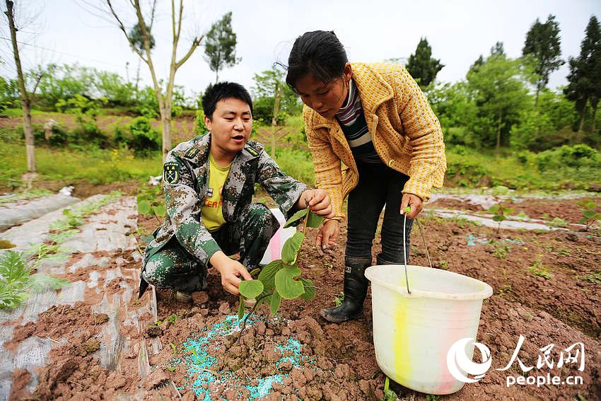 林指导村民进行猕猴桃幼苗的施肥。 2010年5