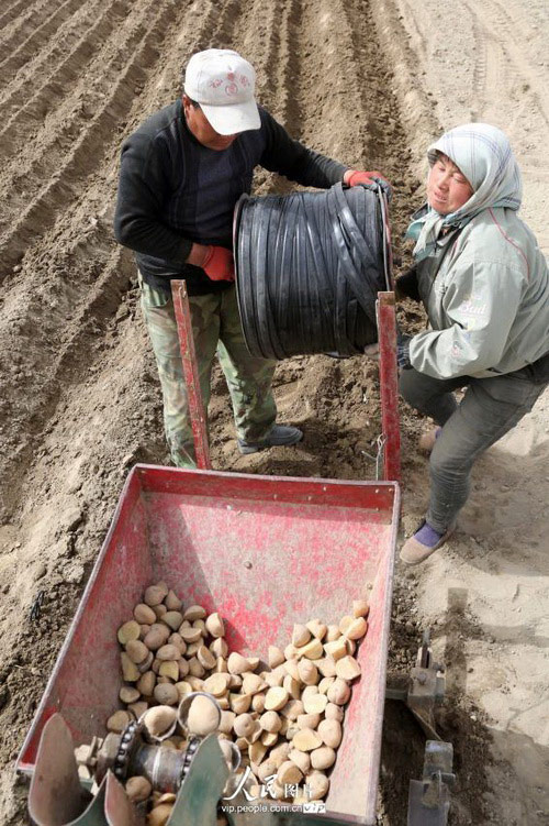 4月28日,新疆巴里坤哈萨克自治县奎苏镇二十里村的农民在更换滴灌带。