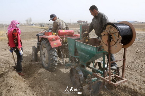 4月28日,新疆巴里坤哈萨克自治县奎苏镇二十里村的农民采用旱作节水技术点种土豆。