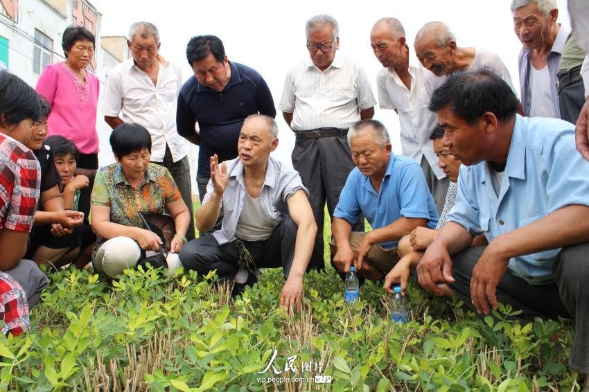 6月23日,张兴隆在河南省民权县双塔乡常东村的花生