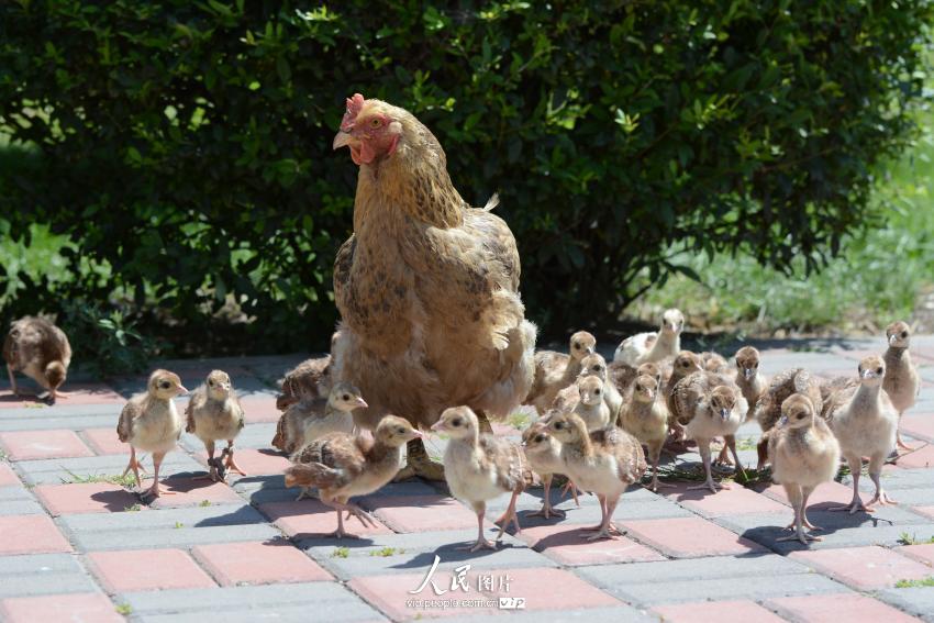 4ֻĸ������60ֻС��ȸ���𡰴������衱