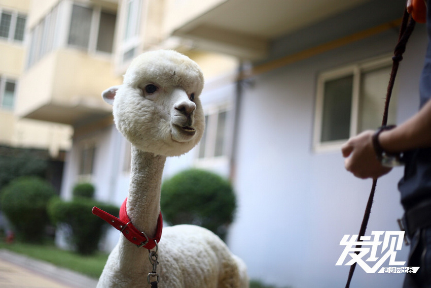 ����������ʮ������ �����ޡ��䡰�ȳ衱��15��