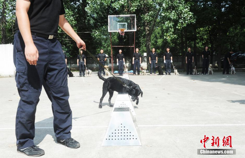 探访南京警犬训练基地：80条安保专用警犬集结到位【5】
