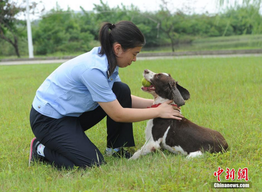 探访南京警犬训练基地：80条安保专用警犬集结到位【4】