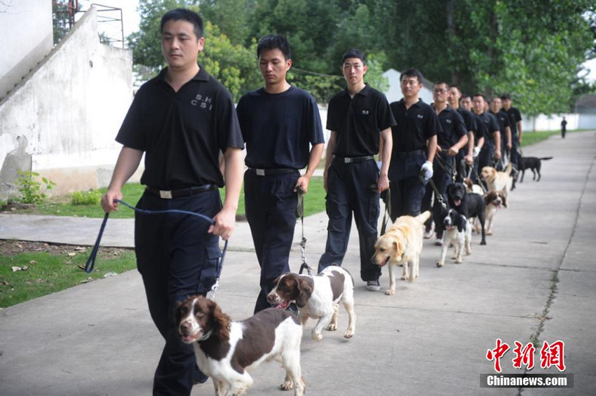 探访南京警犬训练基地：80条安保专用警犬集结到位
