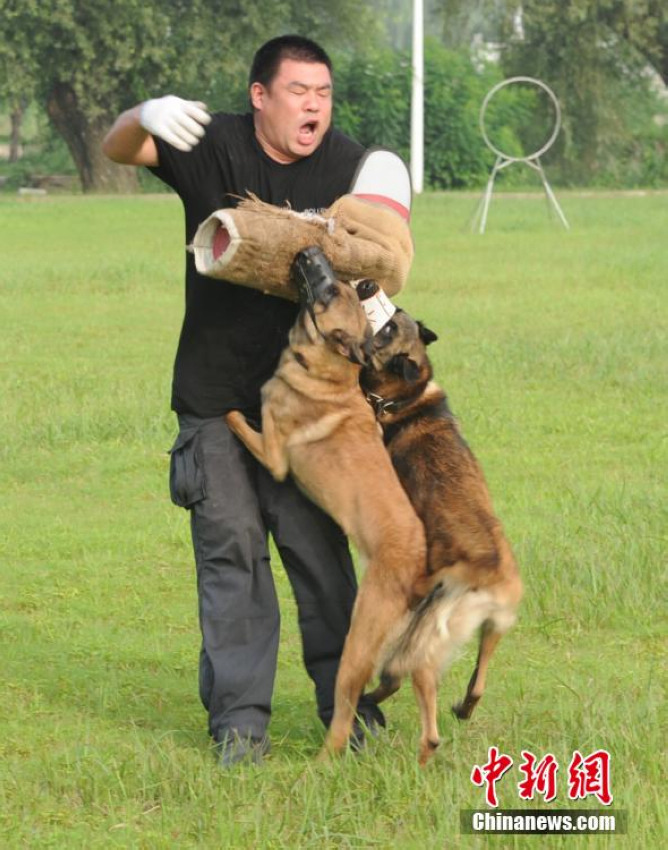 探访南京警犬训练基地：80条安保专用警犬集结到位【3】
