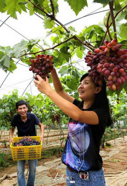 �Ĵ��ɶ�����ѧ�����޷��統ũ������2014.8.8�������2��