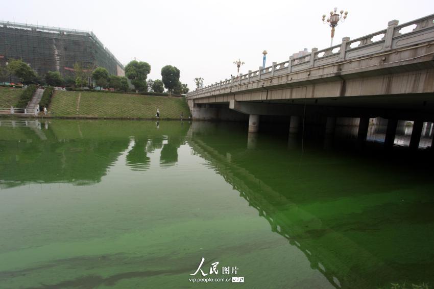 江西九江蓝藻爆发 河水变粘稠“绿漆”