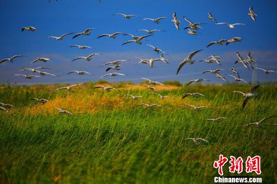 图为新疆哈巴河湿地海鸥白鹭栖息美景。