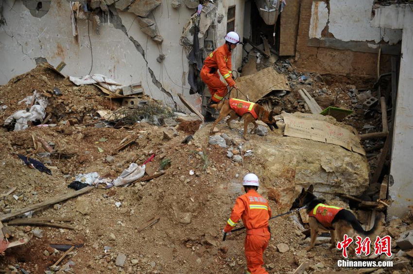 图片故事：云南鲁甸震区的“英雄搜救犬”【4】