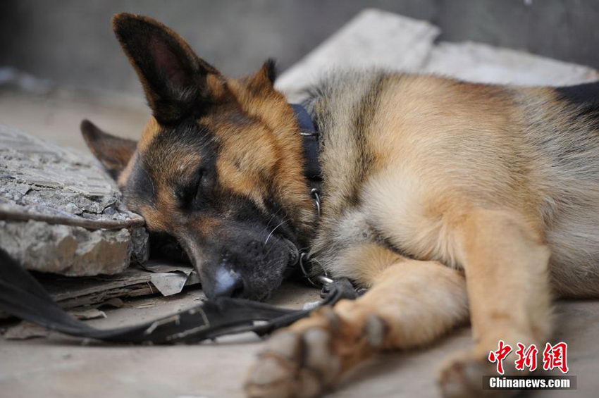 图片故事：云南鲁甸震区的“英雄搜救犬”【7】