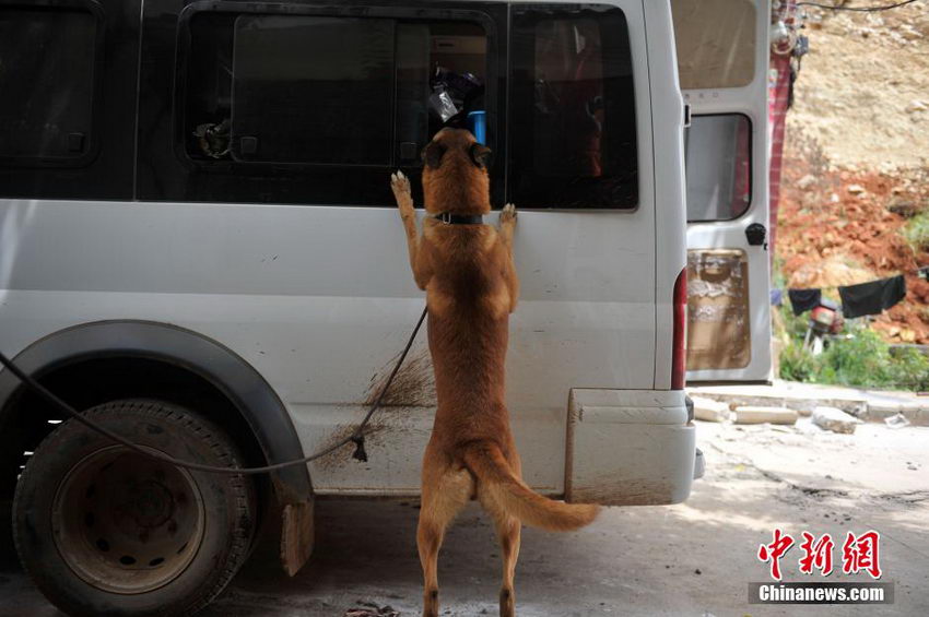 图片故事：云南鲁甸震区的“英雄搜救犬”【5】
