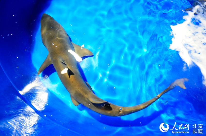 沙虎鲨在适应新的水体环境。