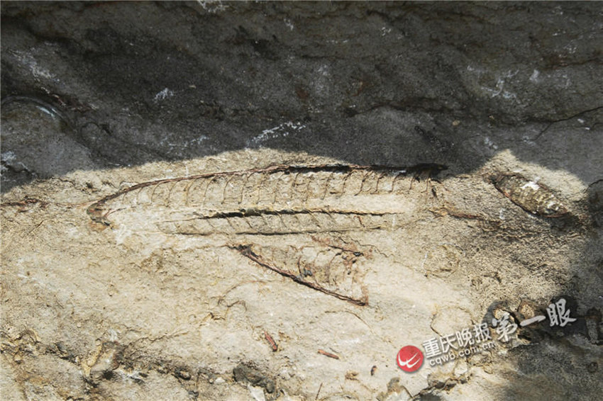 各种生物化石形态清晰可见。