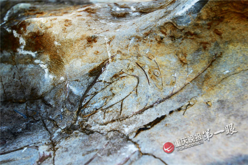 各种生物化石形态清晰可见。