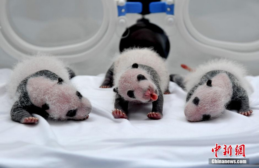 广州熊猫三胞胎初显黑白体型 体重大增