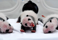 广州熊猫三胞胎显黑白体型