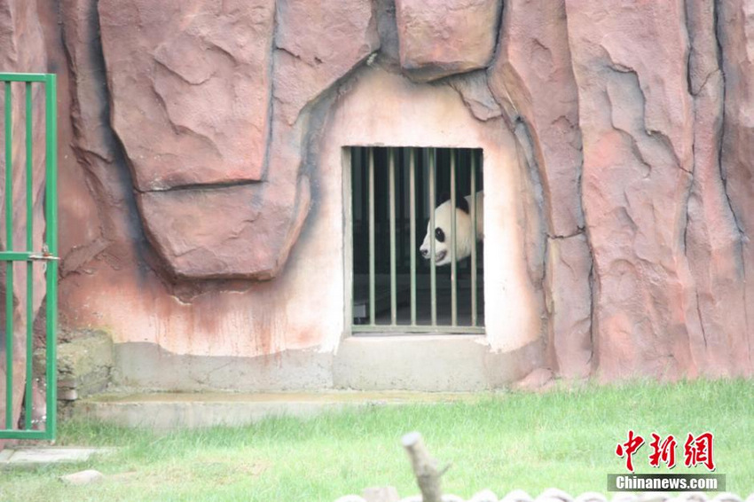 两熊猫乘飞机抵江苏盐城 将旅居三年