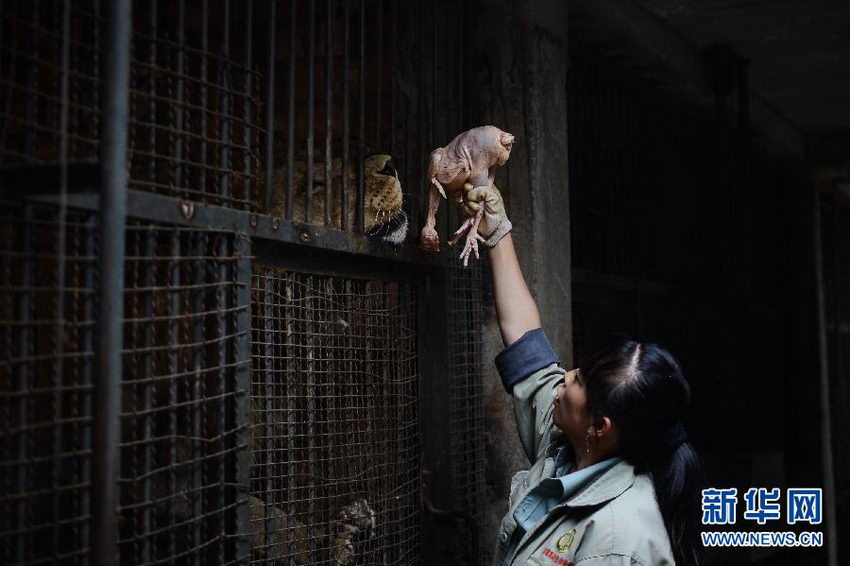 �����ڸ�������ʨιʳ��8��20���㣩��