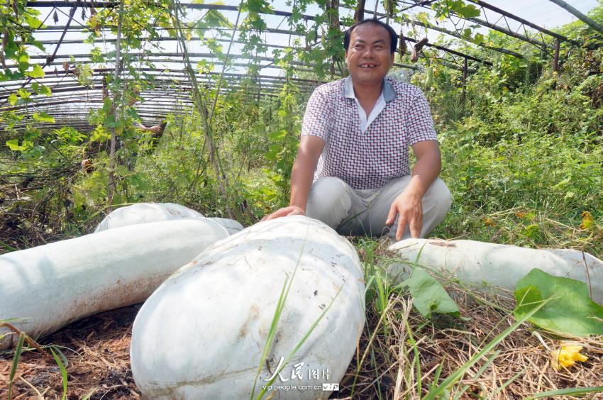 江西抚州惊现超级大冬瓜 重达111.5公斤