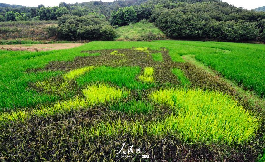 试验田里栽种的彩色水稻拼组出“大禹治水”的漫画图案。