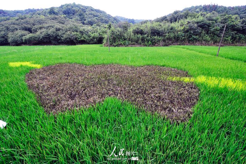 试验田里栽种的彩色水稻拼组出“丘比特之箭”的漫画图案。