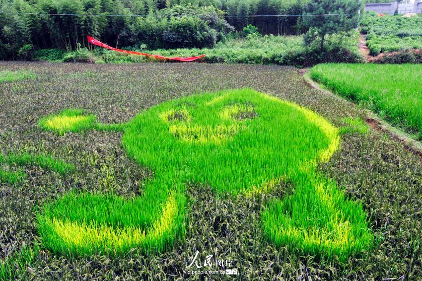 试验田里栽种的彩色水稻拼组出可爱的“米娃娃”漫画图案。