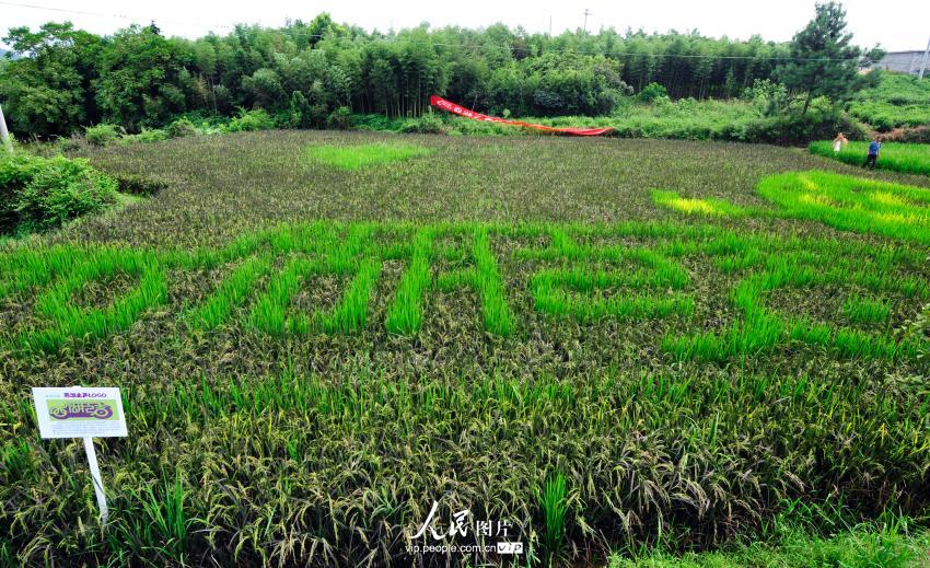 试验田里栽种的彩色水稻拼组出“西湖之声”文字。