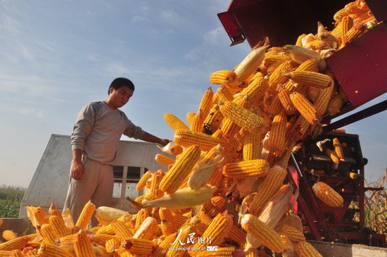 山东茌平:春玉米丰收 亩产超过1300斤(2014.8