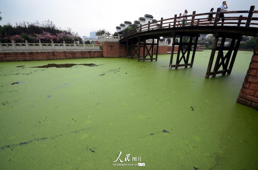 江西南昌八大山人梅湖景区湖面被浮萍覆盖，犹如铺上了一层绿地毯。