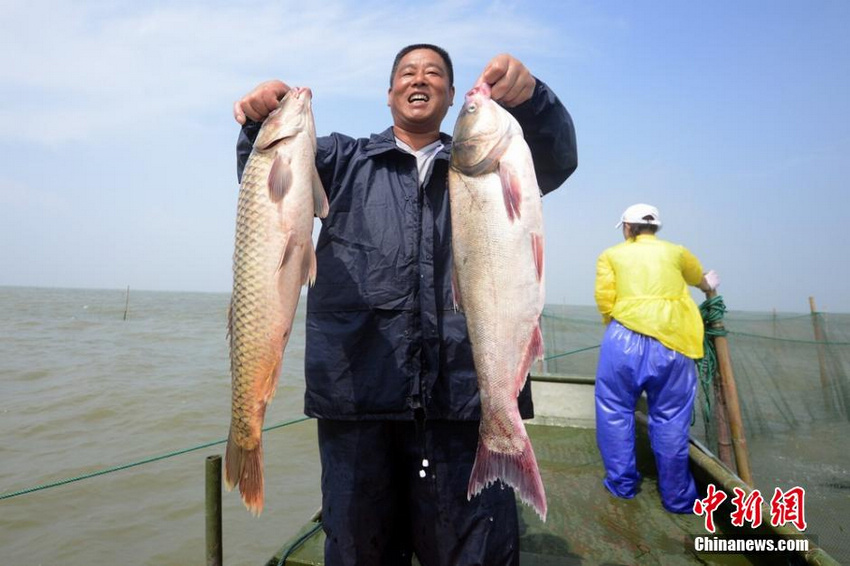 图为苏州太湖渔民展示当日捕捞成果。