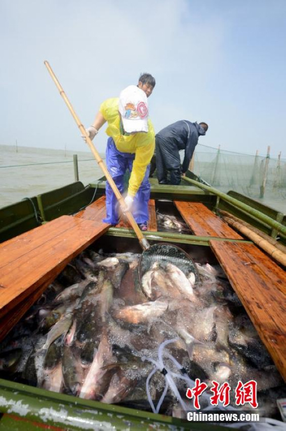 图为苏州太湖渔民进行捕捞作业。
