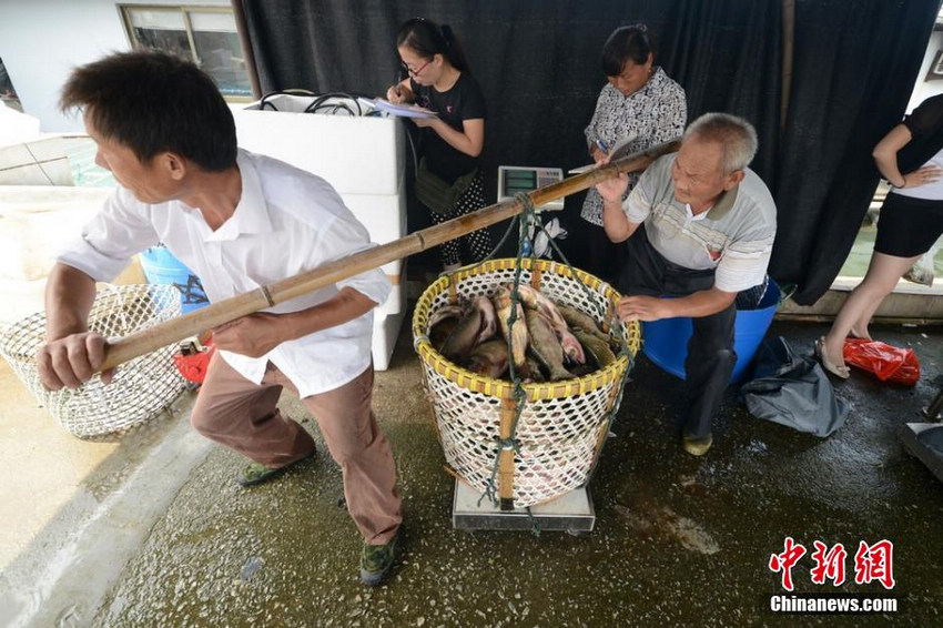 图为工作人员将捕捞上来的鱼过磅后搬运到码头出售。