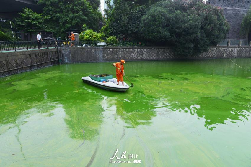 2014年9月8日，环卫工人在杭州护城河上清理蓝藻。