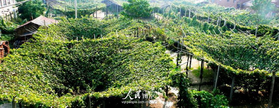 9月3日拍摄的宣化古葡萄园中今年新培育的漏斗架。