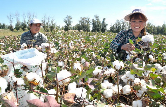 新疆兵团:新棉朵朵开 棉农喜摘棉(2014.9.12)海外版2版--图说中国--人民网