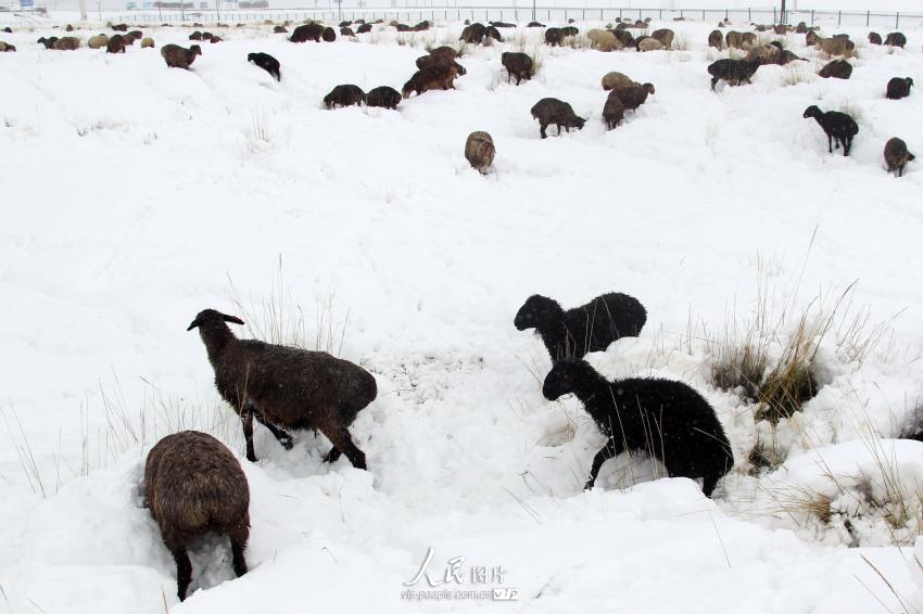9月12日，新疆哈密北部羊群在大雪覆盖的草原上觅食。