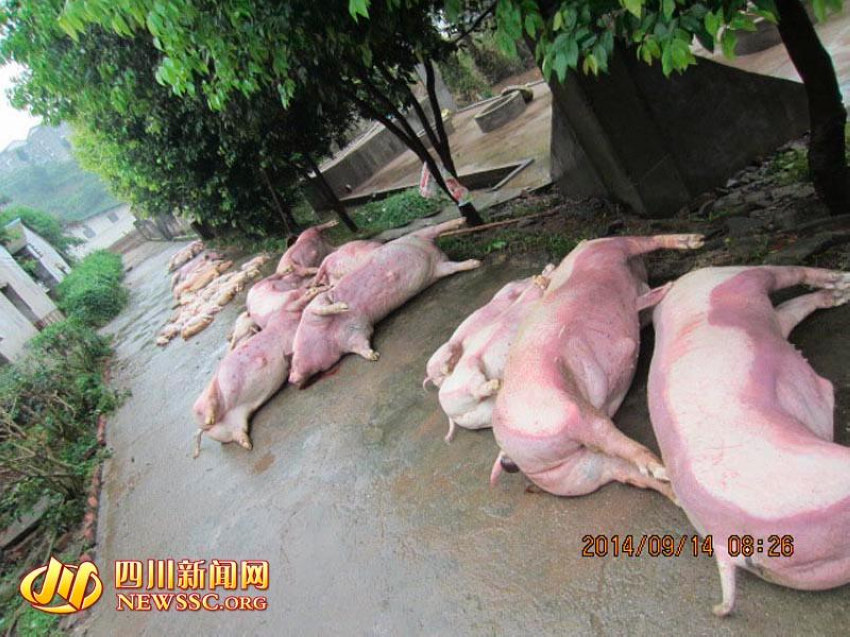四川达州普降暴雨 五千多头猪被冲跑